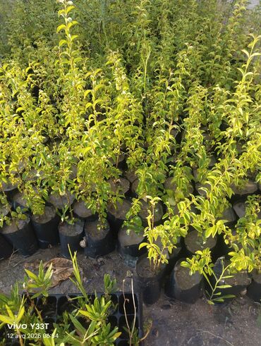 Ağaclar: Satılır: dekorativ bitkilər toplusu - Gül kolları (mini/çalı tipli) – — 15