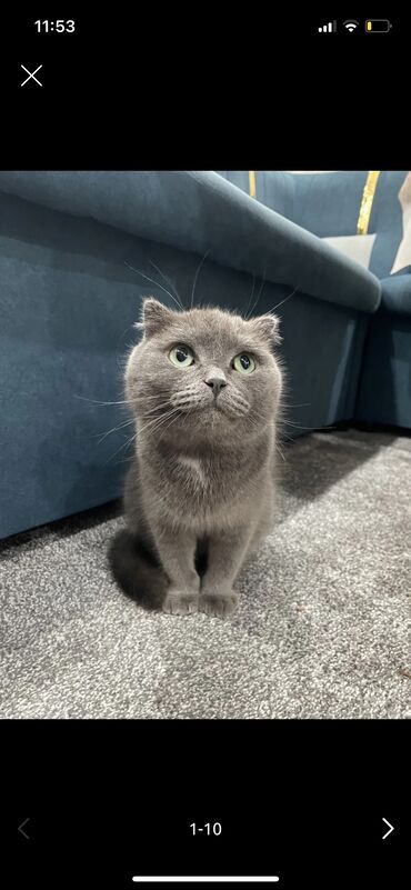 Продажа кошек: Продажа кошек