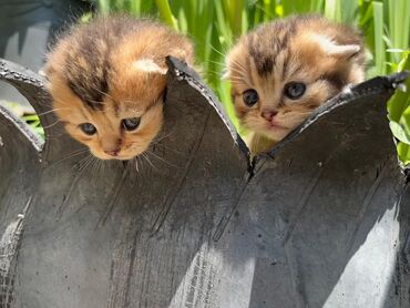 ağ pişik satışı: Şinşilla, Dişi