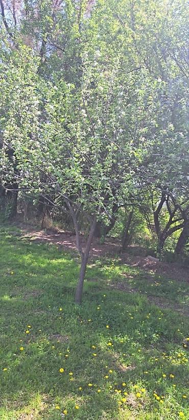 Продажа коттеджей и домов: Чуй обл Ыссык атинский район село Жээк ул Восточная 2б зади участка — 3