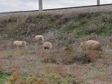 unvan az qoyun satilir: Salam 12 baş 2,3,4,cü qarına boğaz 12 baş qoyun satılır ciyər iynəsi