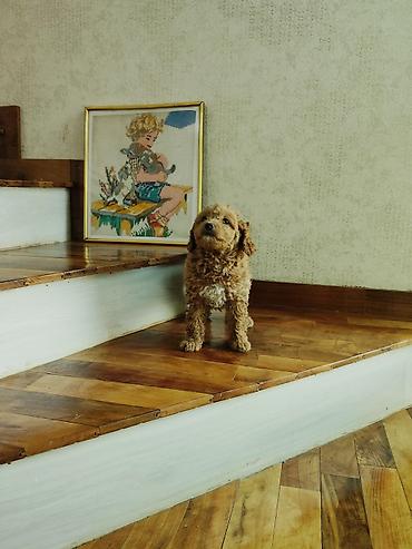 İtlər: Pudel — 7