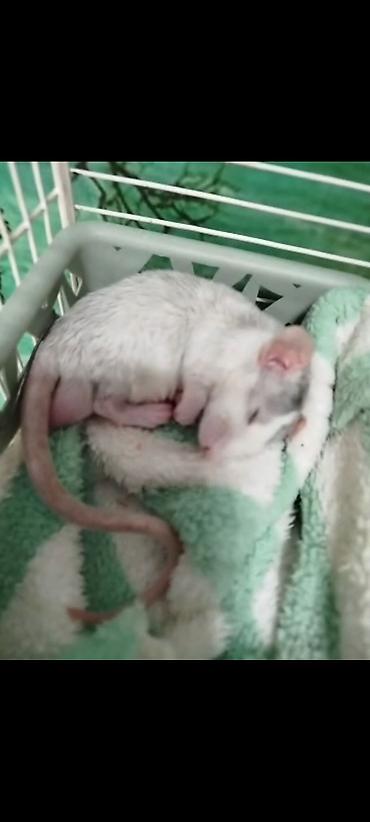 Крысы: Милота крысы Дамбо .Питомник Rat hause Love . ручные ласковые. лысые и — 2
