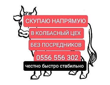 малёк рыбы: Колбасный цех : Лошади, кони, | На забой, на мясо — 1