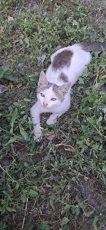 коты бишкек: Котята, окрасы белый с серыми/чёрными пятнами. На фото — активные — 3