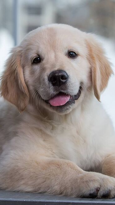ingilis setteri it cinsinin digər adı nədi: Retriever, 4 ay, Dişi, Ünvandan götürmə