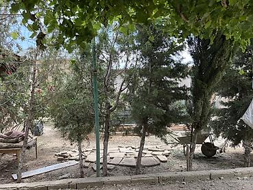 ciyələk ağacı satışı: Satılır: şam ağaci 6 eded hamsi birlikde 250 azn 5 ilin agaclaridi — 4