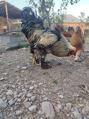 sabuncu quş bazarı: Brahma tam sağlam akdiv heyvadı damazlğa yararlı — 5