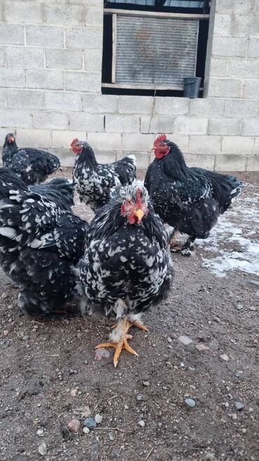 Птицы: Мраморный Кохин — 12