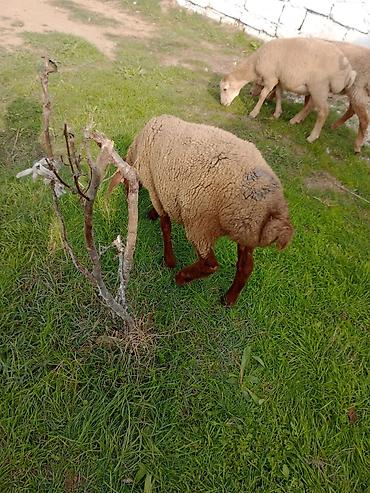 coban iti satılır: Dişi, il: 1, Ətlik — 5