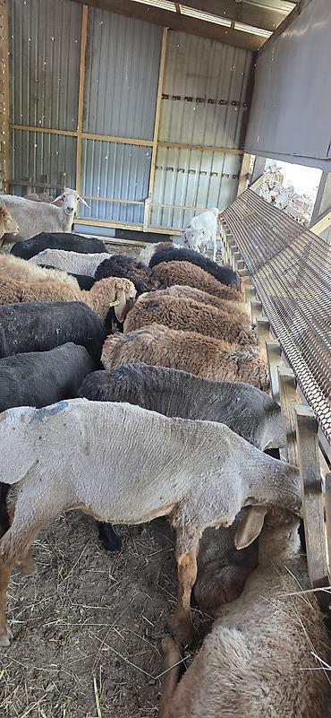 кой обмен: Продаю | Овца (самка), Ягненок, Баран (самец) | Эдильбаевская, Арашан, Полукровка | На забой, Для разведения — 1