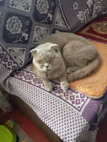 Продажа кошек: Котята от домашней кошки с вислыми ушками (на фото мама). Окрас у — 3