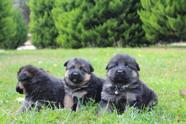 balaca it ucuz: Alman çoban iti, 1 ay, Erkek, Sənədli, Ünvandan götürmə