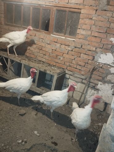 Gəmiricilər: Salam Kanada sortu hinduşkalardi həm damazliq üçün həm ətlik üçün