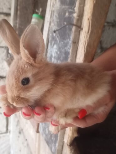 bala pişik pulsuz: Fergli cinslerdi, shekilleri chevirib baxin Holland lopu, Turkiye