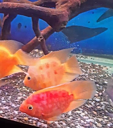 akvarium baliqlari qiymeti: Cixlid balığı, Yırtıcı — 3