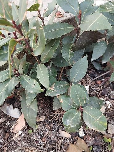 suni agaclar: Məhsul: Dəfnə (Laurus nobilis) – kulinariya və landşaft üçün ətirli — 2