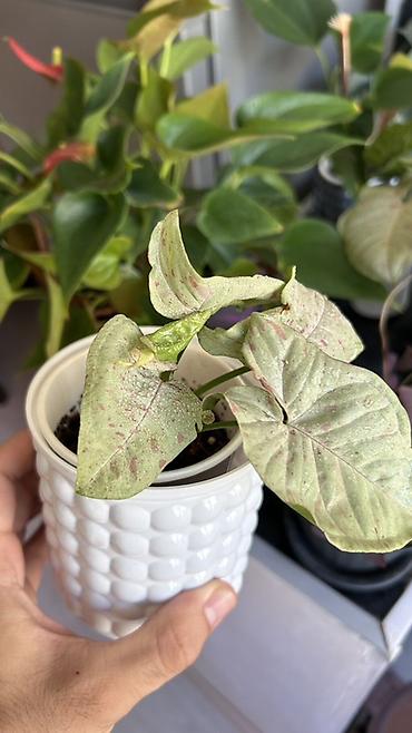 nergiz gülü şekilleri: Syngonium Milk Confetti – dekorativ ev bitkisi 🌿 Dekorativ bitki — 5
