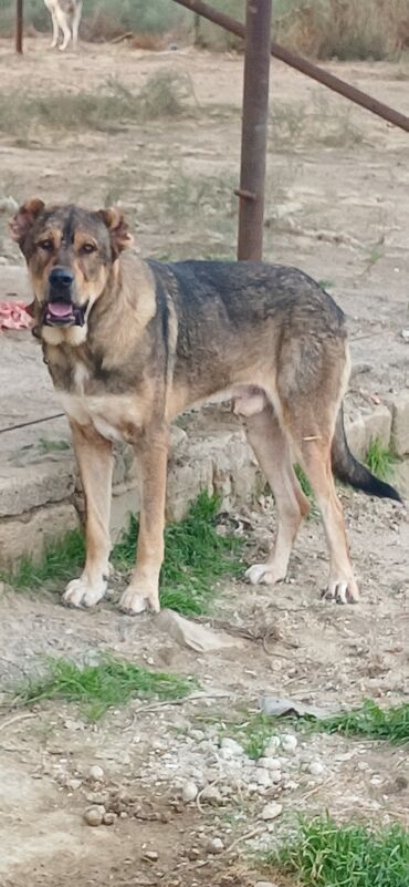 İtlər: Qurdbasar, 2 il, Erkek, Peyvəndli, Ödənişli çatdırılma — 7