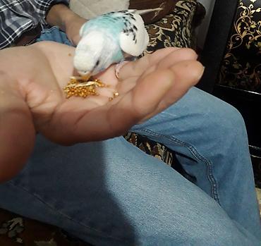 Digər quşlar: 2 aylıg qırmızı göz ələ öyrəşmiş quşdu
sumqayit — 4