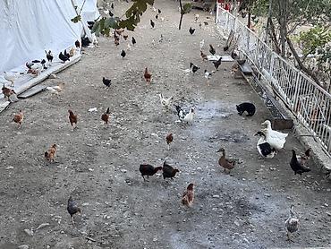 Toyuqlar: Beçələr satılır. Qiyməti 13 manat Ünvan: Şəki Göybulaq kəndi - — 11