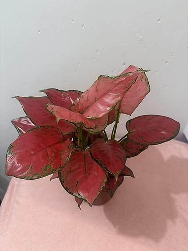 Аглаонемы: Аглаонема розовая (Aglaonema ‘Red’/‘Siam Aurora’ тип) в пластиковом — 4