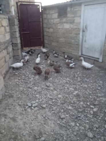 Digər quşlar