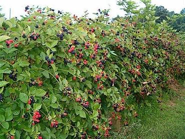 Ежевика: Ежевика — 5