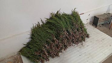 повербанк для дома: 🌿 ПРОДАЁТСЯ АРЧА! 🌿 Свежая горная арча, аккуратно собранная и — 2