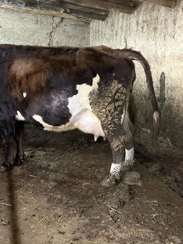 Коровы, быки: Продаю | Корова (самка) | Для молока | Привязанные — 4