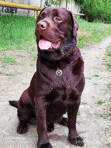 Вязка собак: Вязка: Лабрадор-ретривер, Самец, 5 лет, С родословной — 8