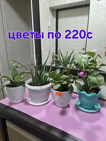 алоказия: Алоказия (Alocasia ‘Polly’) в декоративном белом кашпо - Эффектные — 9