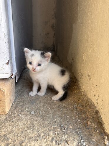 pişik qiymətləri: Balaca, 2 heftelik 4 dene piwik balasi var, sahiblendirilir. 2qiz