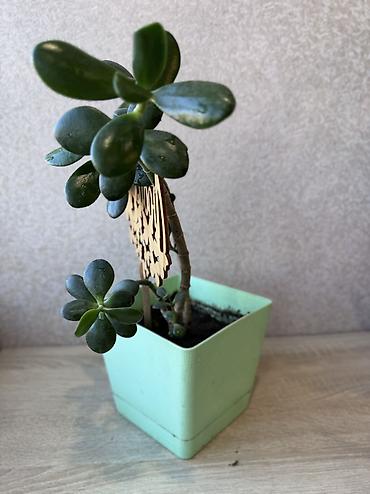 Денежное дерево: - Денежное дерево (Крассула овата) 70см — 2900 - Герань (Пеларгония) — 12