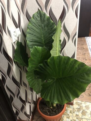 Алоказии: Алоказия — это декоративное растение с крупными, глянцевыми листьями — 8