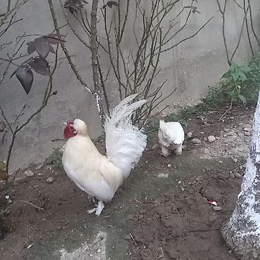 atlarin satisi: Toyuq, Damazlıq — 3
