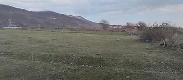 Torpaq sahələrinin satışı: Kənd təsərrüfatı — 17