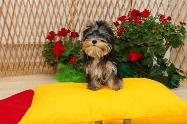 Psi: Yorkshire terijeri (Yorkie) – štenad Na prodaju preslatka štenad mini — 3