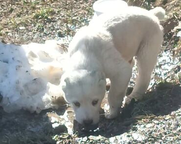 dalmatin iti: Alabay, 1 ay, Erkek, Peyvəndli, Ödənişli çatdırılma