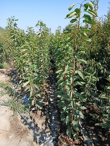 Другие фруктовые и ягодные растения: Ассаламу алайкум Турдуу кочоттор сатылат дыйканчылык озубуз — 4