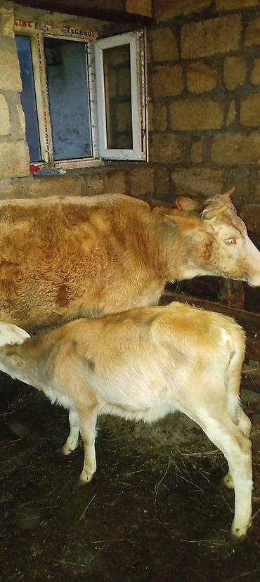 kiseli inek: Dişi, il: 3, Damazlıq — 1