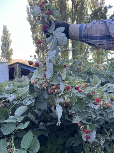 где купить саженцы гортензии в бишкеке: Саженцы : Малина, Самовывоз