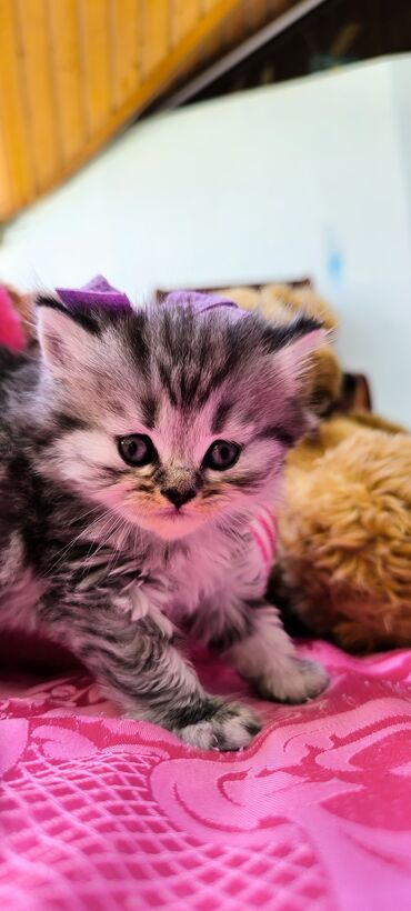 pişik geyimi: Şinşilla, Erkək, Dişi, Yaxşı əllərə, Ünvandan götürmə