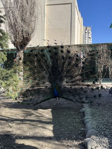 Услуги ветеринара: Ветеринардык врач …! Ветеринарный врач …! Узи🐄🐎🐑🐐🐕🐈 Бодо малга — 9