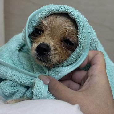 Продажа собак: Шпиц, 7 месяцев, Самка, С прививкой — 25