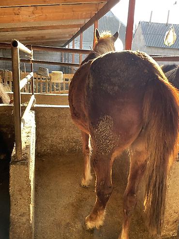 Лошади, кони: Продаю | Кобыла (самка) | Полукровка | Для разведения, На забой — 3