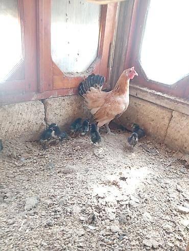 cins xoruz harda banliyar: Toyuq, Yumurtalıq, Ödənişli çatdırılma — 5