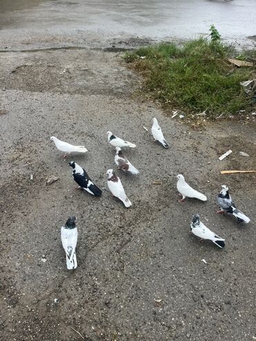 щенок в хорошие руки: Salam tərgizilir uçuşlu heyvanlardı. Kom 10 m dan. Qış girdiynə göre