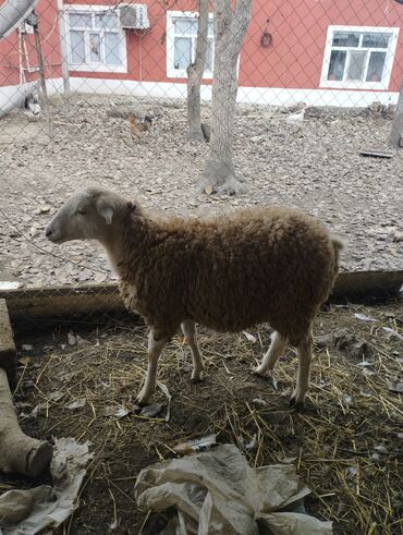 Qoyunlar, qoçlar: Hər ikisi cins quzlaridir iksdə dişdir 5-6 aylıq quzlardir qiyməti — 1