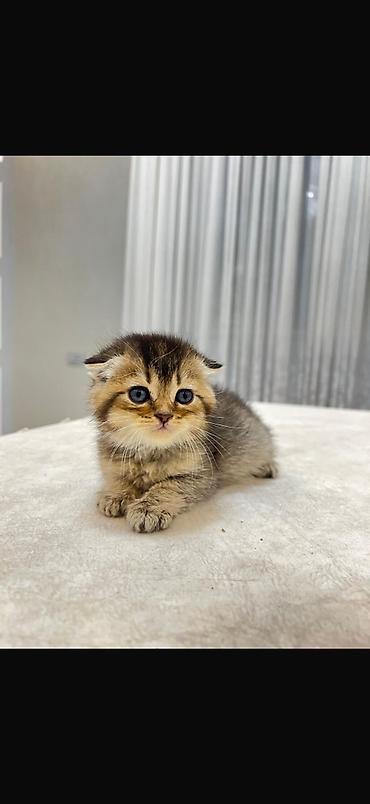 Кошки: Шотландская, Самка, В добрые руки, Платная доставка — 4
